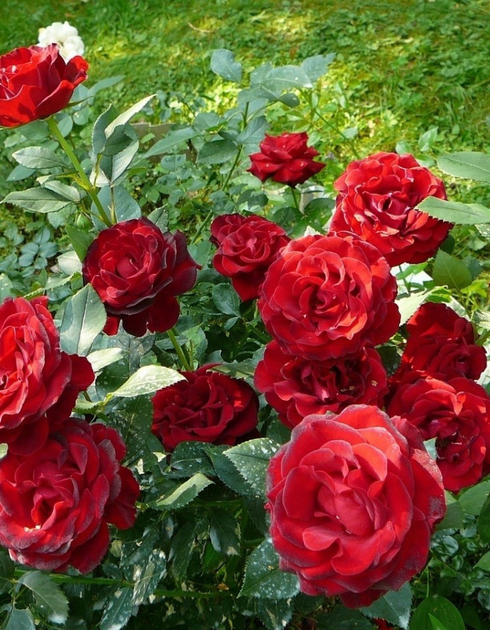 Роза чайно-гибридная Ред Берлин 1 шт 
